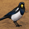Thieving Magpies